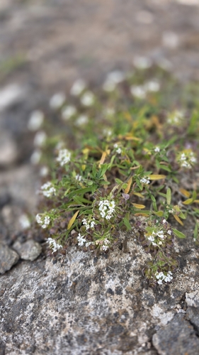 Lobularia canariensis, photograph 4