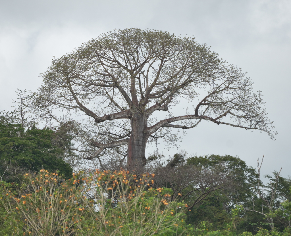 Kapok Tree from Yaviza wetlands, Darién, Panama on February 16, 2026 at ...