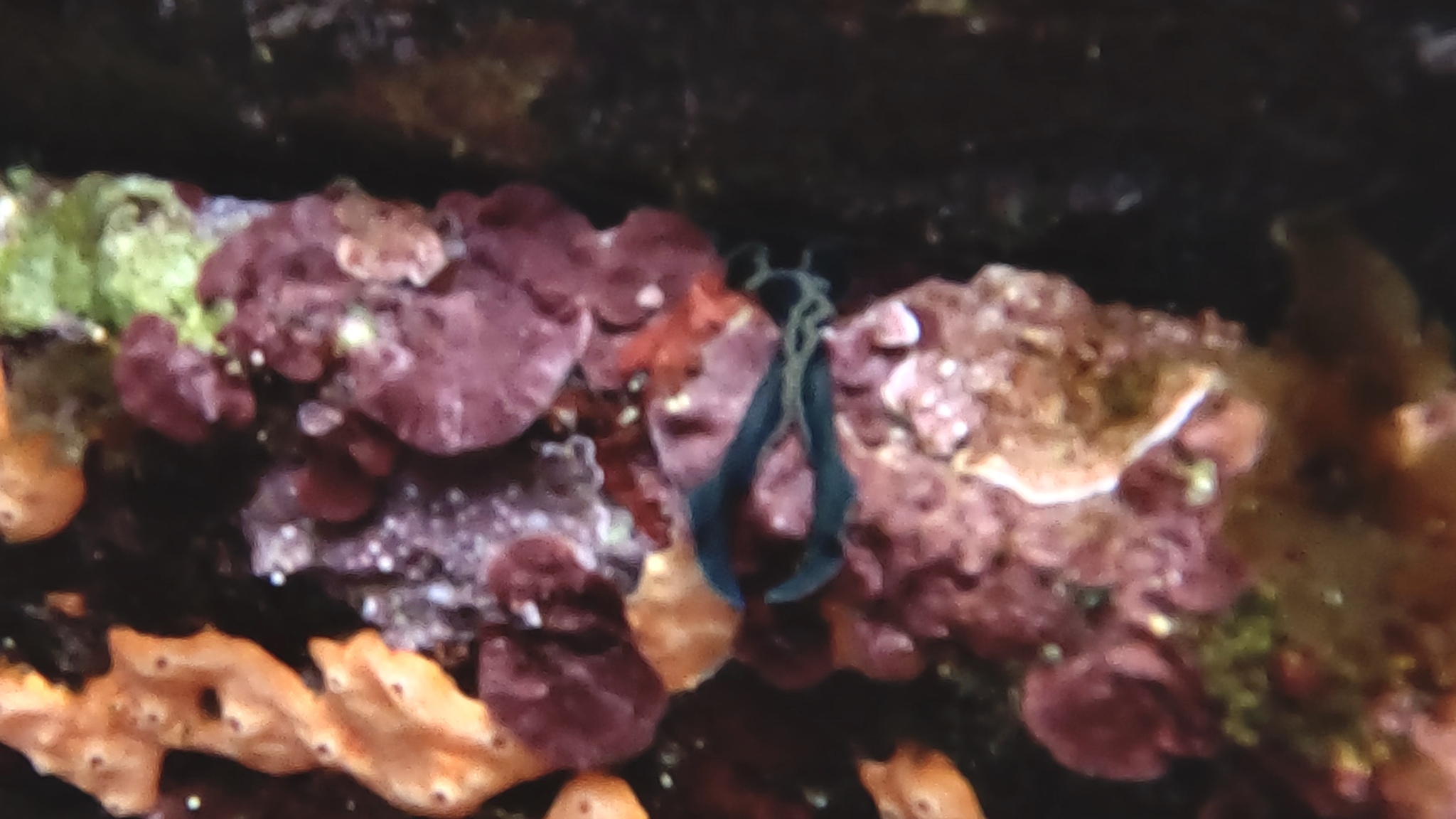 Bonellia viridis Rolando, 1822