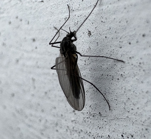 Unknown species found near Green Mountain National Forest, West Rupert, VT, US
