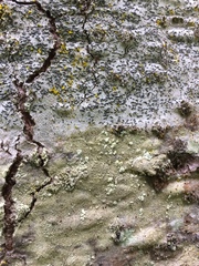 Cliostomum