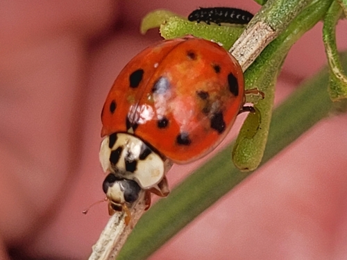 Asian Lady Beetle
