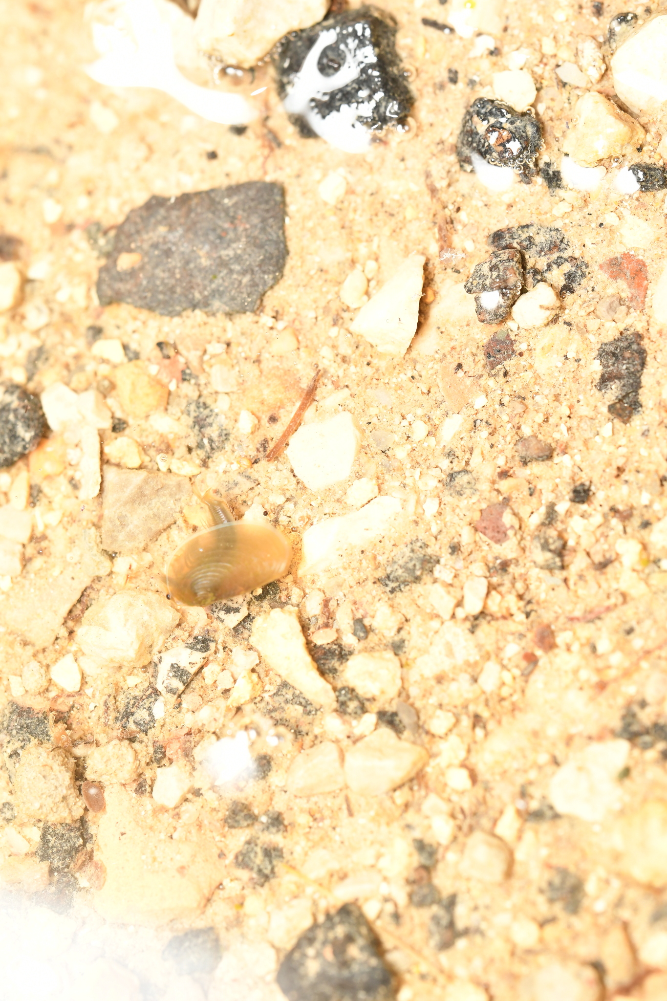 Maghrebestheria maroccana Thiéry, 1988