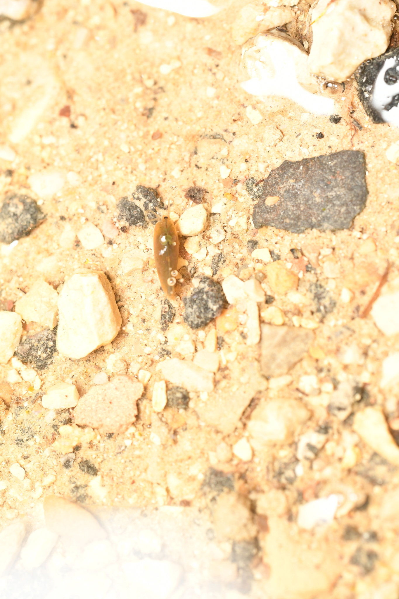 Maghrebestheria maroccana Thiéry, 1988