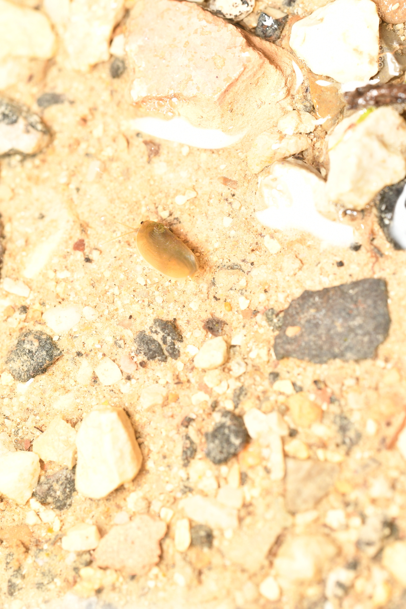 Maghrebestheria maroccana Thiéry, 1988