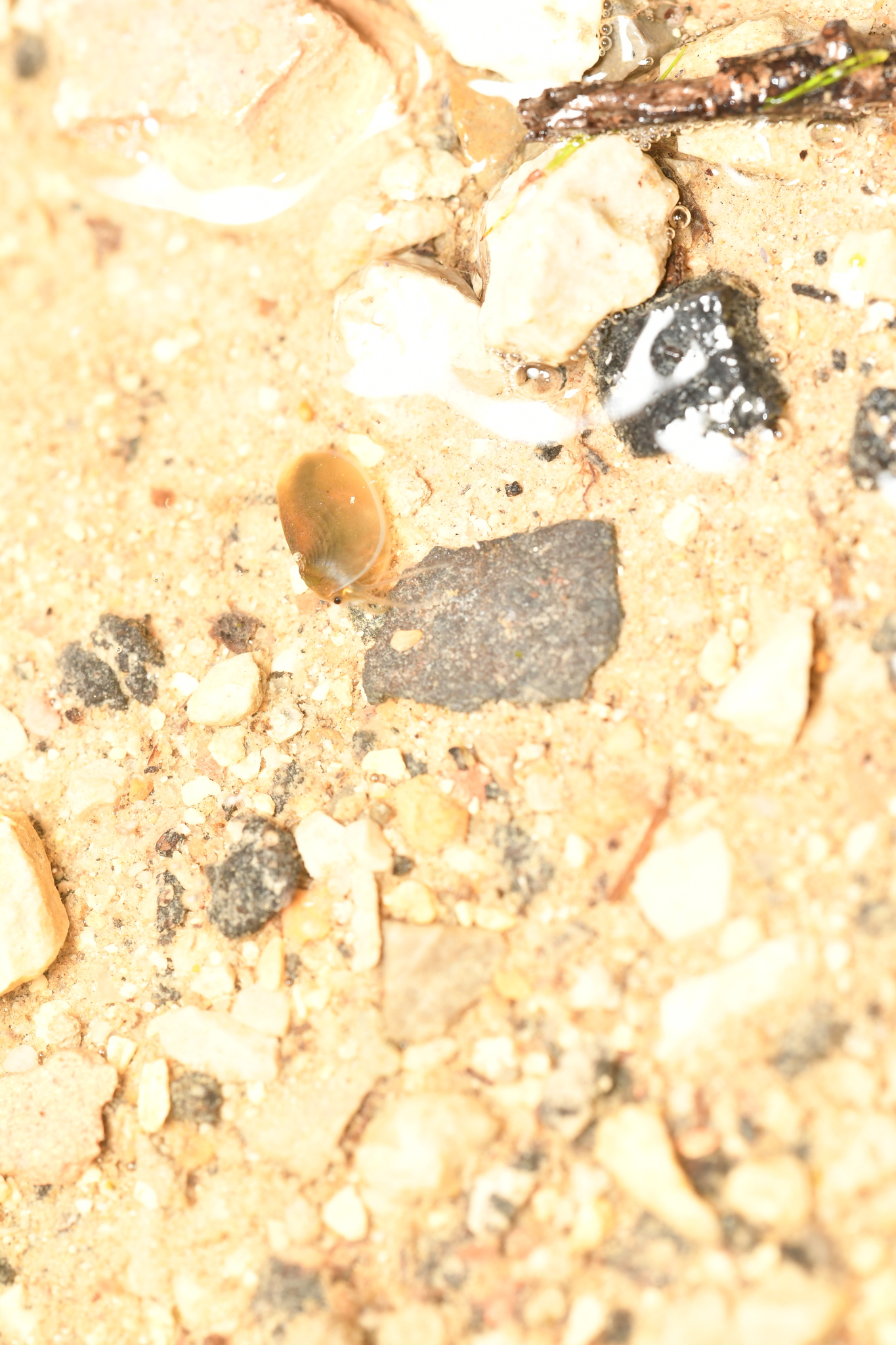 Maghrebestheria maroccana Thiéry, 1988