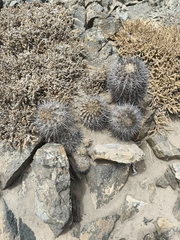 Eriosyce wagenknechtii