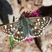 Spinose Skipper - Photo (c) Gpopac, some rights reserved (CC BY-SA)