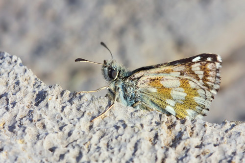 Spinose Skipper