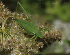 Anisophya punctinervis