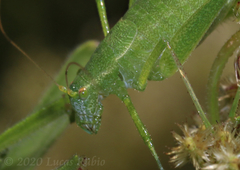 Anisophya punctinervis