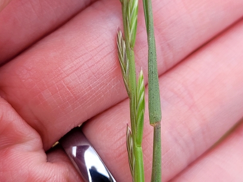 Ryegrass