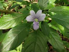 Barleria terminalis