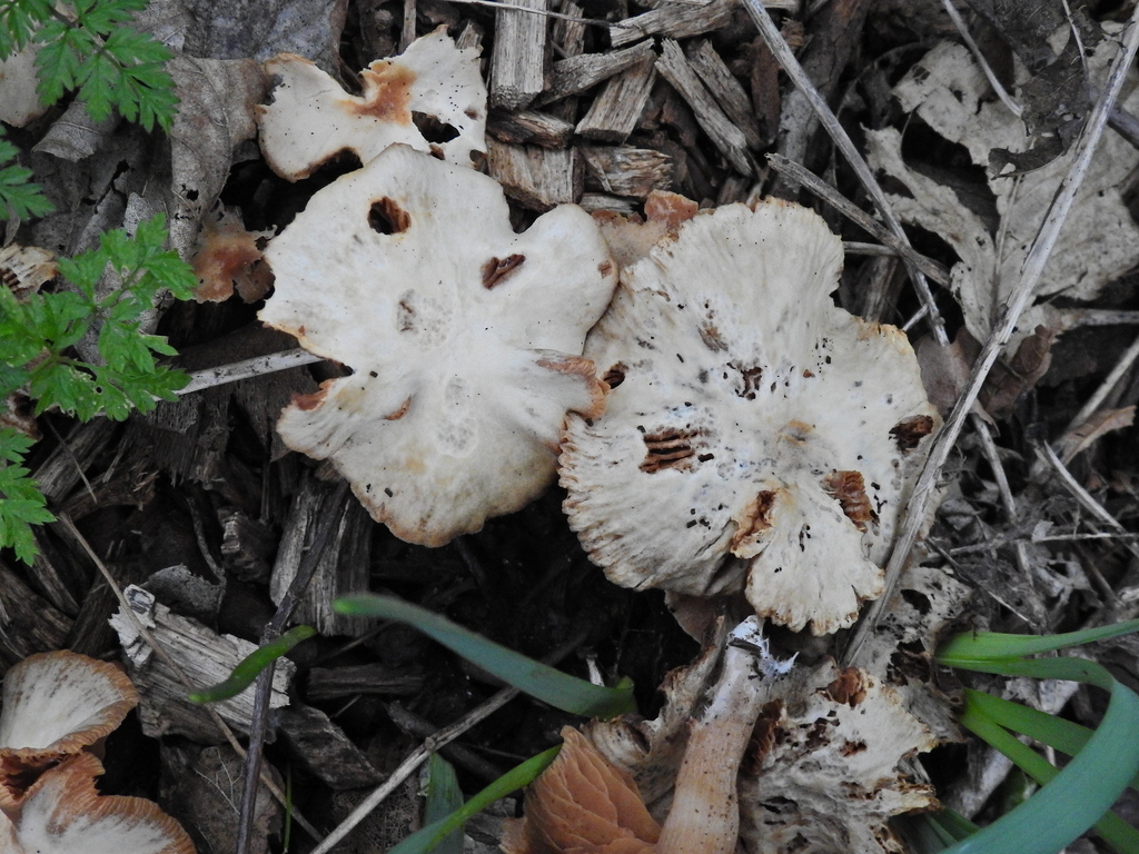 Tubaria furfuracea · February 2026 · photo: © susan_marley (iNaturalist, cc-by)
