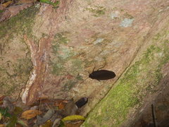 Megaloblatta blaberoides