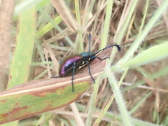 Prostenus