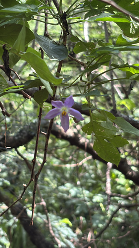Solanum seaforthianum observed 2026-02-25