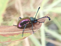 Prostenus