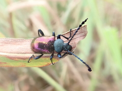 Prostenus