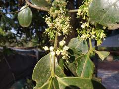 Vanguerieae