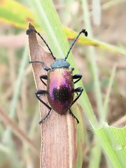 Prostenus