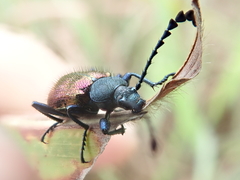Prostenus