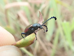 Prostenus