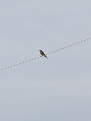 American Kestrel