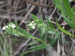 Lithospermum papillosum