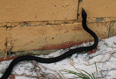 Pseudonaja affinis exilis