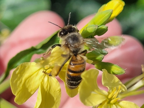 Bee