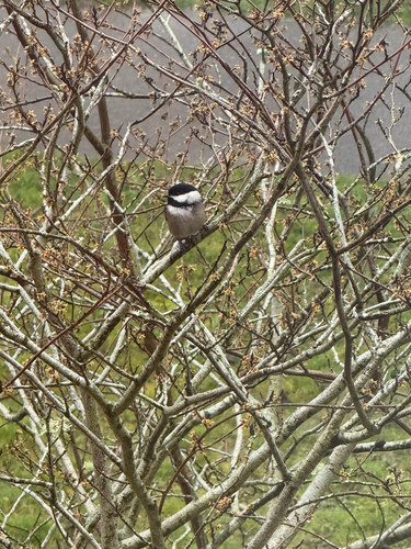 Black-capped Chickadee