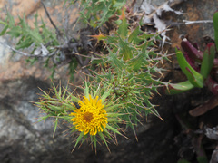 Berkheya cruciata cruciata