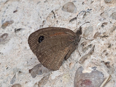 Cassionympha detecta