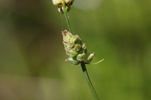 Globular Sedge