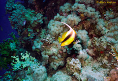 Heniochus intermedius