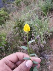 Crotalaria clarkei