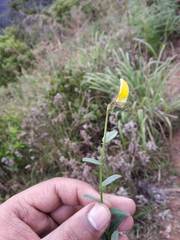 Crotalaria clarkei