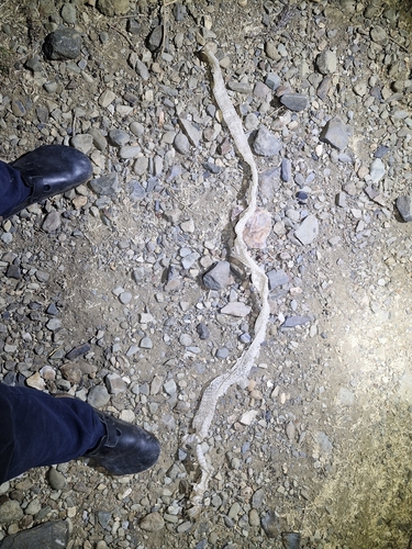Arabian Cobra