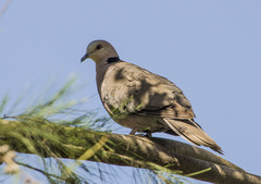 Streptopelia semitorquata