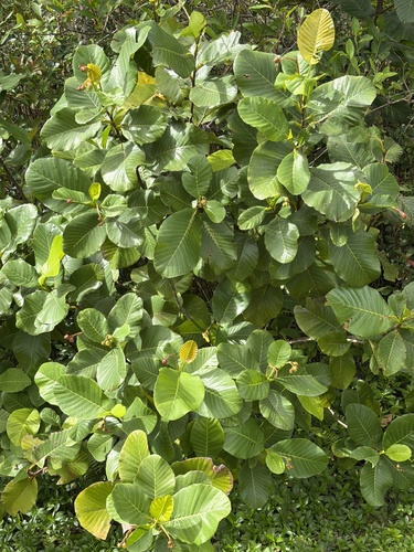Dillenia suffruticosa observed 2026-02-23