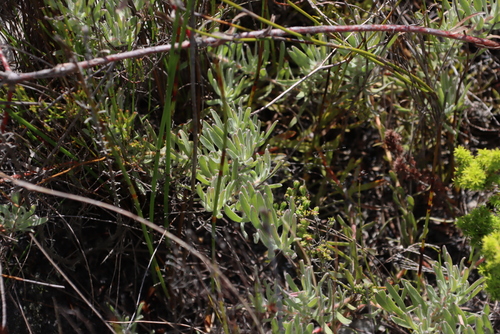 Hermanus Pincushion (Leucospermum gracile)