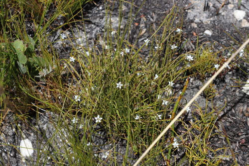 White Tubebell (Siphocodon debilis)