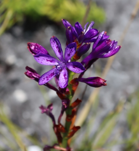 Common Summerpipes (Thereianthus bracteolatus)