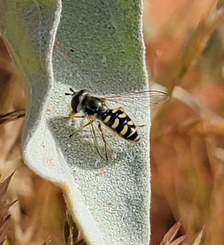 Unknown species found near Valley of Fire State Park, Clark County, US-NV, US