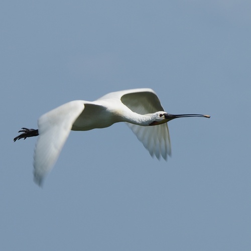 lyžičiar biely (Platalea leucorodia)