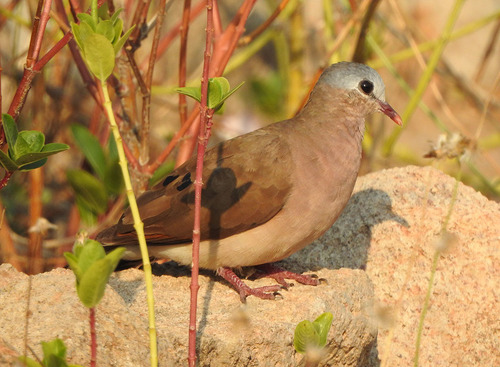 Blue-spotted Wood-Dove