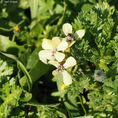 Enarthrocarpus arcuatus