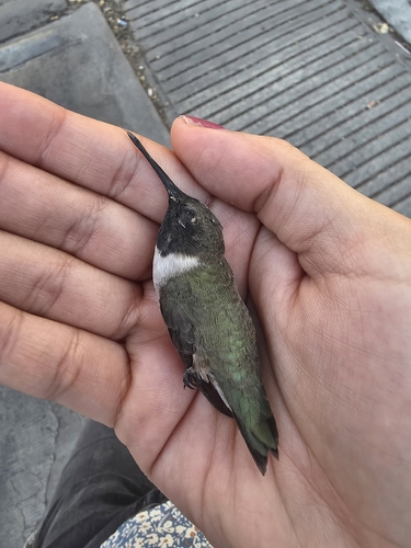 Colibrí barba negra observed by lau_solism