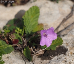 Erodium subintegrifolium